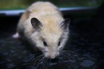 What Do Pet Rats Like to Eat?