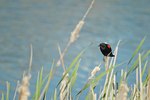 How to Stop a Redwing Blackbird Attack