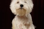 Westie Dog Allergies