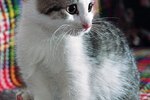 How to Remove Cat Urine With an Odor Bomb