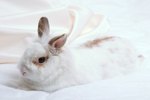 How to Make Your Own Pet Shampoo