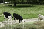 How Do You Keep the Cattle's Water Trough Clean?