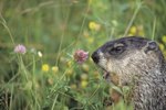 How Long Is a Groundhog Pregnant?