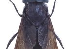What Is the Smell That Horse Flies Hate?