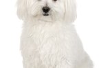 How to Clean a Bichon Frise's Face