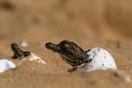 How Do Crocodiles Have Sex?
