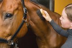 Why Is My Horse Losing Patches of Hair?