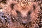 How Long Do Domesticated Hedgehogs Live?