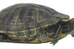 A Yellow-Bellied Slider's Diet