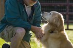 How to Remove Concrete From a Dog's Paws