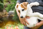How to Treat Dry, Itchy and Flaky Dog Skin